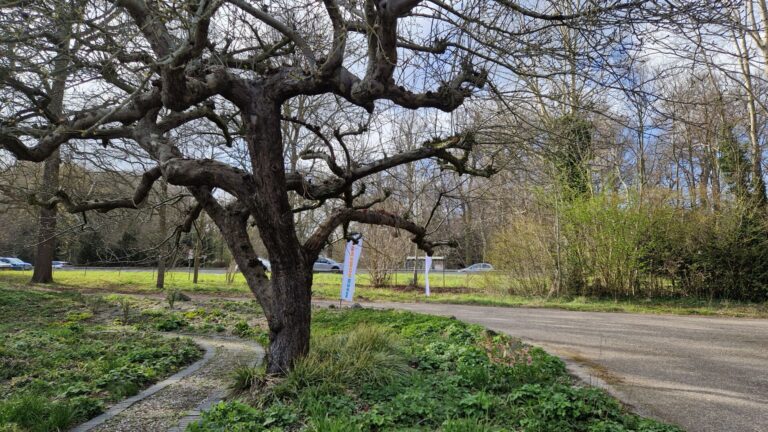 Eindborrel 2026 WIJdehorst (3)