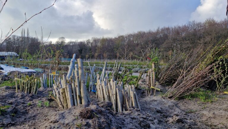 Eindborrel 2026 WIJdehorst (8)