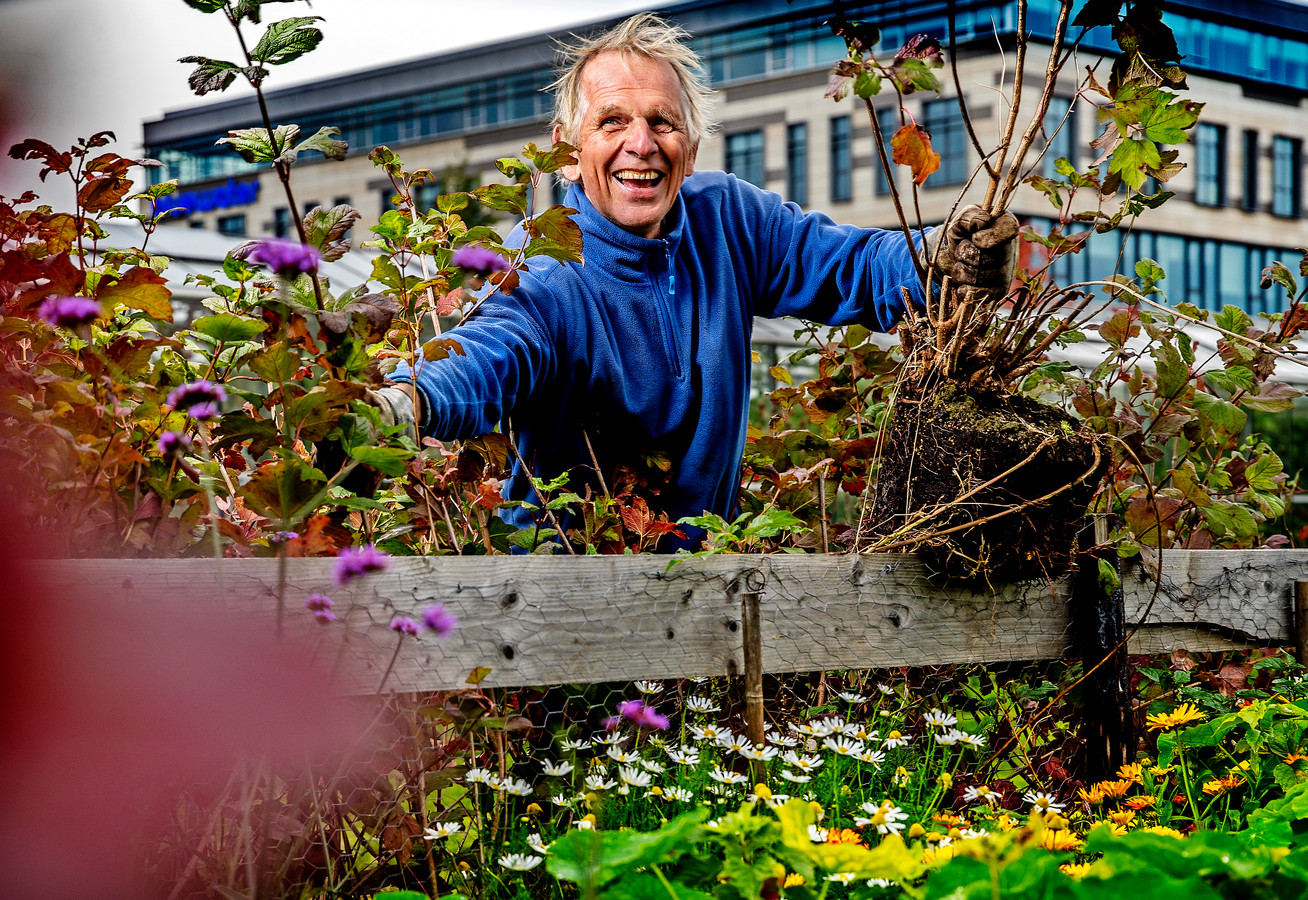 Start Verplantseizoen Noord Holland - MeerBomenNu