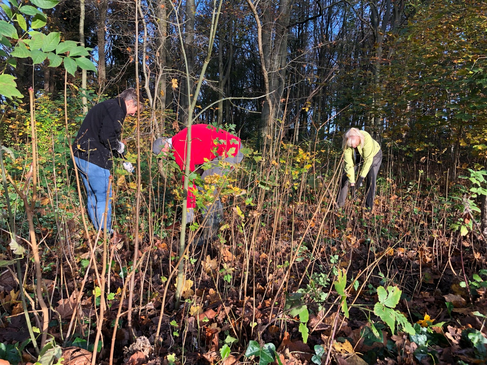 Landal GreenParks En Meer Bomen Nu Samen In Actie Voor Klimaat ...