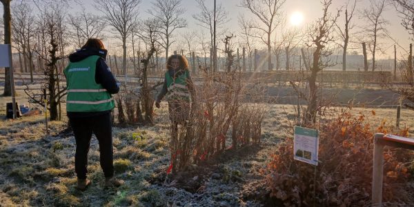 1 febr Uitdeeldag op Tholen