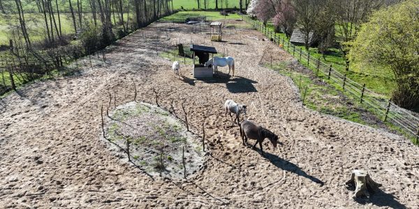 Cavalo freestyle drone 1