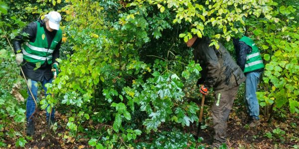 Hasselt Esdoorns aan het oogsten voor 1001ha