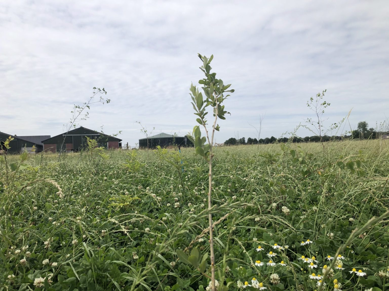 Hoe (ver)plant Ik Bomen? - MeerBomenNu