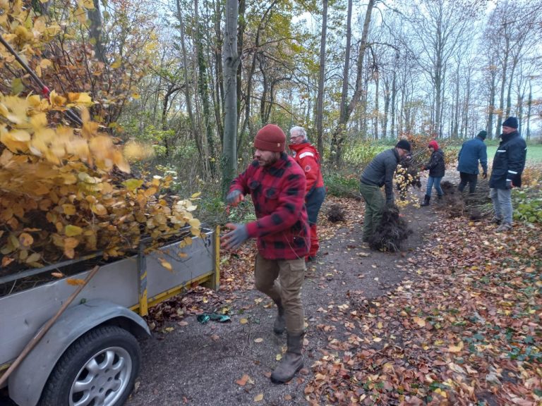 Hoe (ver)plant Ik Bomen? - MeerBomenNu